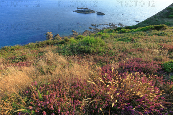 France, Manche (50) Jobourg, littoral maritime fleuri ,  de la Hague proche du Nez-de-Jobourg / France, Manche  Jobourg, flowery seaside, of La Hague near Nez-de-Jobourg /