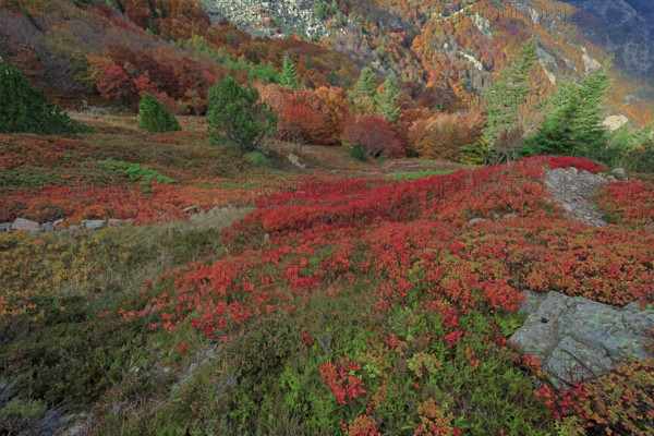 France, Gard(30) Cévennes, le mont Lozère; rocher de l'Aigle et végétation de myrtille, paysage en automne  / France, Gard Cévennes, Mont Lozère; Eagle Rock and blueberry vegetation, autumn landscape /