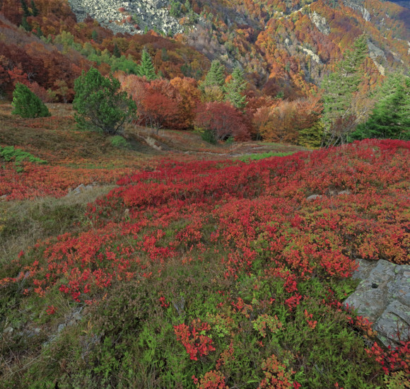 France, Gard(30) Cévennes, le mont Lozère; rocher de l'Aigle et végétation de myrtille, paysage en automne  / France, Gard Cévennes, Mont Lozère; Eagle Rock and blueberry vegetation, autumn landscape /