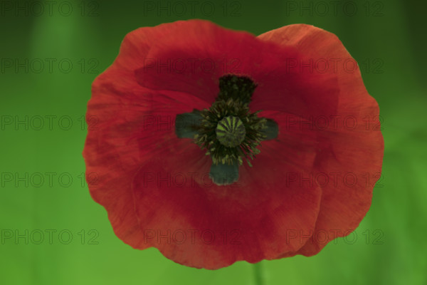 France, coquelicots, la fleur photographiée en gros plan avec fond flou / France, poppies, the flower photographed in close-up with a blurred background