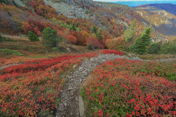 France, Gard(30) Cévennes, le mont Lozère; rocher de l'Aigle et végétation de myrtille, paysage en automne  / France, Gard Cévennes, Mont Lozère; Eagle Rock and blueberry vegetation, autumn landscape /