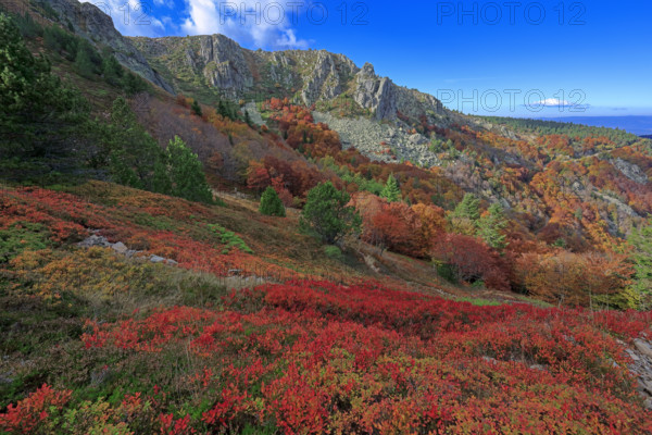 France, Gard(30) Cévennes, le mont Lozère; rocher de l'Aigle et végétation de myrtille, paysage en automne  / France, Gard Cévennes, Mont Lozère; Eagle Rock and blueberry vegetation, autumn landscape /