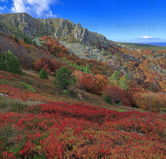 France, Gard(30) Cévennes, le mont Lozère; rocher de l'Aigle et végétation de myrtille, paysage en automne  / France, Gard Cévennes, Mont Lozère; Eagle Rock and blueberry vegetation, autumn landscape /