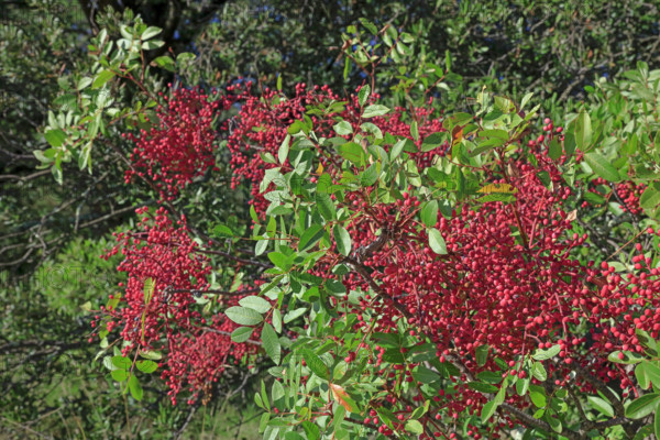 France, Gard(30) Occitanie, arbuste avec baie rouge, poivrier de  Sichuan / France; Gard  Occitanie, shrub with red berries, Sichuan pepper /