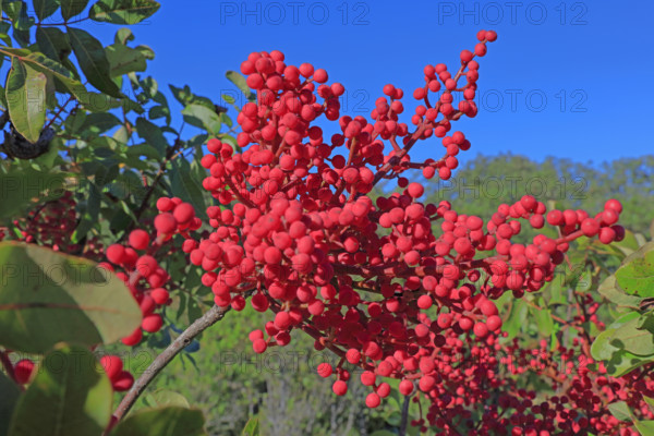 France, Gard(30) Occitanie, arbuste avec baie rouge, poivrier de  Sichuan / France; Gard  Occitanie, shrub with red berries, Sichuan pepper /