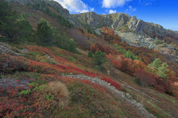 France, Gard(30) Cévennes, le mont Lozère; rocher de l'Aigle et végétation de myrtille, paysage en automne  / France, Gard Cévennes, Mont Lozère; Eagle Rock and blueberry vegetation, autumn landscape /