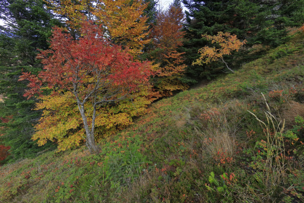France, Gard(30) Cévennes, massif du Mont Lozère, les Sorbiers ont rougis avec l'automne  / France, Gard Cévennes, Mont Lozère massif, the rowan trees have turned red with autumn /