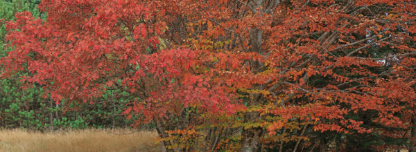 France, Gard(30) Cévennes, massif du Mont Lozère, les Sorbiers ont rougis avec l'automne  / France, Gard Cévennes, Mont Lozère massif, the rowan trees have turned red with autumn /