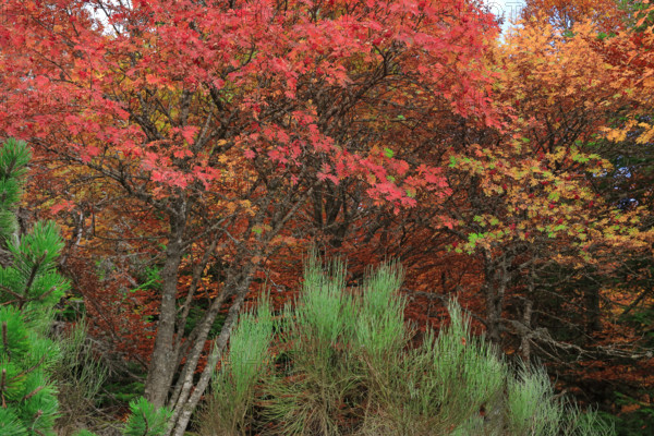 France, Gard(30) Cévennes, massif du Mont Lozère, les Sorbiers ont rougis avec l'automne  / France, Gard Cévennes, Mont Lozère massif, the rowan trees have turned red with autumn /