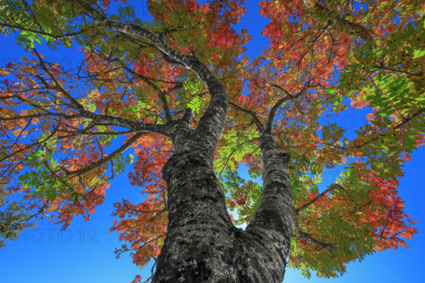 France, Gard(30) Cévennes, Sorbier en automne vue au pied de l'arbre en contreplongée / France, Gard Cévennes, Rowan tree in autumn seen from below at the foot of the tree /