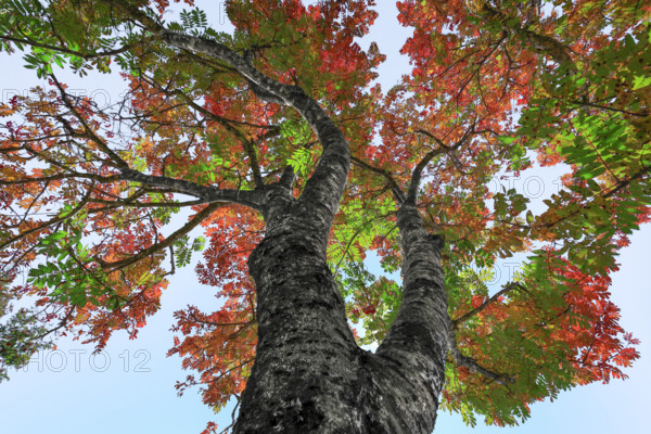 France, Gard(30) Cévennes, Sorbier en automne vue au pied de l'arbre en contreplongée / France, Gard Cévennes, Rowan tree in autumn seen from below at the foot of the tree /