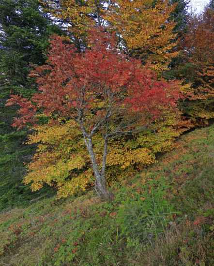 France, Gard(30) Cévennes, massif du Mont Lozère, les Sorbiers ont rougis avec l'automne  / France, Gard Cévennes, Mont Lozère massif, the rowan trees have turned red with autumn /