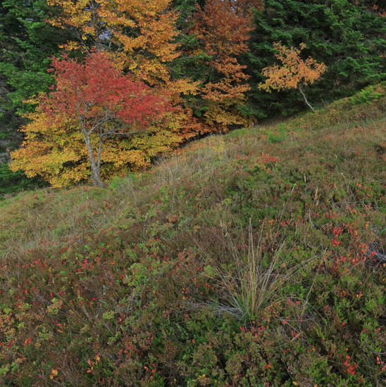 France, Gard(30) Cévennes, massif du Mont Lozère, les Sorbiers ont rougis avec l'automne  / France, Gard Cévennes, Mont Lozère massif, the rowan trees have turned red with autumn /