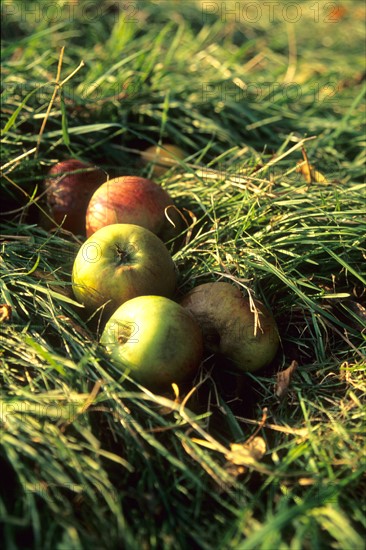 France, Normandie, calvados, pommes a cidre, pays d'auge,