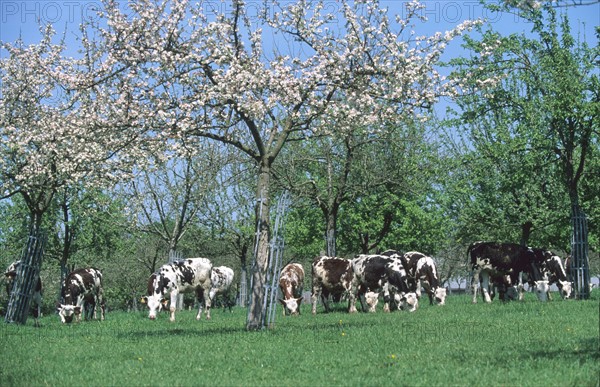 France, Normandie, calvados, pays d'auge, vaches normandes et pommiers fleuris,