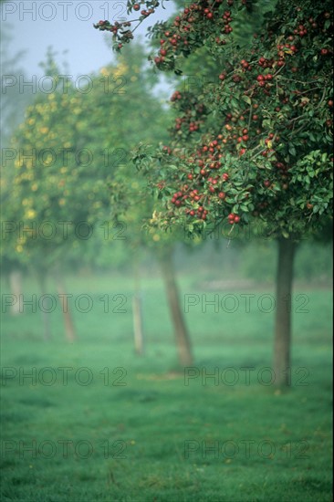 France, Normandie, calvados, pommes a cidre, pays d'auge,