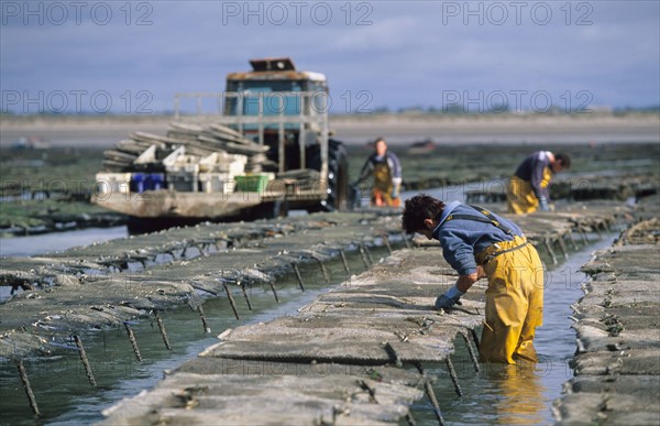 France, cotentin