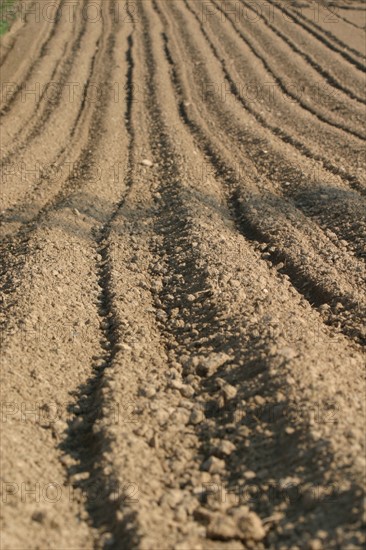 France, Normandie, Manche, val de saire, agriculture, maraichage, champ terre prepaee, labour,