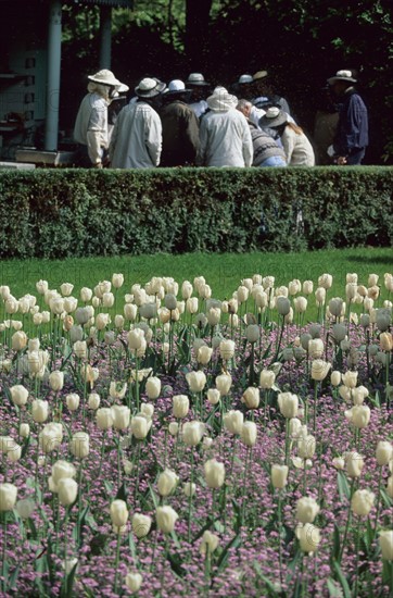 France, Paris 6e, jardin du Luxembourg, ruches, cours d'apiculture, tulipes,