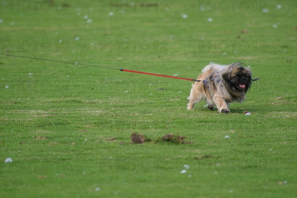 France, Basse Normandie, calvados, cote fleurie, deauville, polo, sport cheval, competition barriere golden, polo cup, hippodrome, chien, yorkshire en laisse,