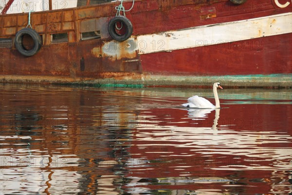 France, Normandie, calvados, Honfleur, chalutier, cygne, reflet, coque de bateau,