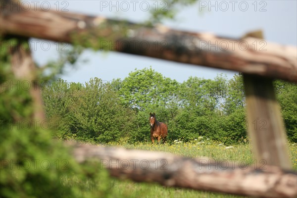 France, Basse Normandie, calvados, pays d'auge, chevaux a Touques, haras, elevage, cloture en bois,