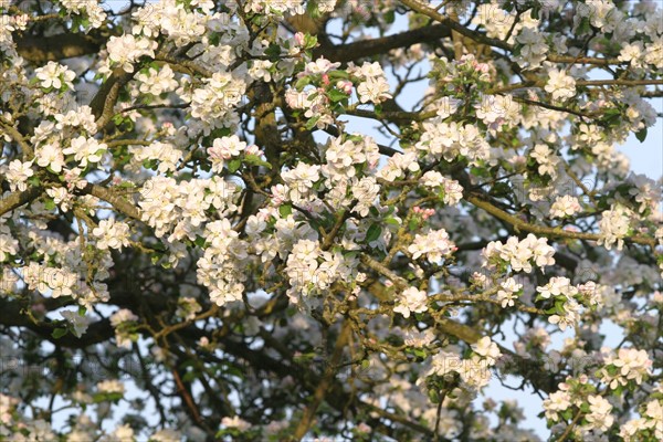 France, Basse Normandie, calvados, pays d'auge, fleurs de pommier, arbre fruitier, verger, fruits a cidre,