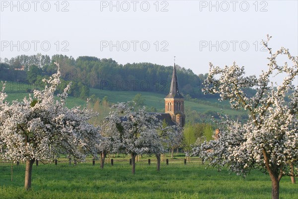 France, Normandie, calvados, pays 'auge, pommiers en fleurs et eglise de ruMesnil, verger, cidre, agriculture,