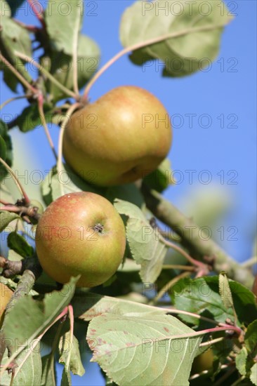 France, Basse Normandie, calvados, pays d'auge, pommes, pommiers, fruits a cidre, verger, arbres fruitiers,