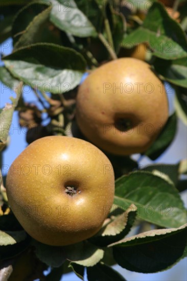 France, Basse Normandie, calvados, pays d'auge, pommes, pommiers, fruits a cidre, verger, arbres fruitiers,