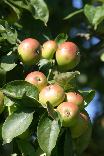 France, Basse Normandie, calvados, pays d'auge, pommes, pommiers, fruits a cidre, verger, arbre fruitier,