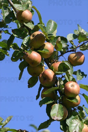 France, Basse Normandie, calvados, pays d'auge, pommes, pommiers, fruits a cidre, verger, arbre fruitier,