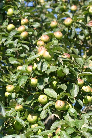 France, Basse Normandie, calvados, pays d'auge, pommes, pommiers, fruits a cidre, verger, arbres fruitiers,