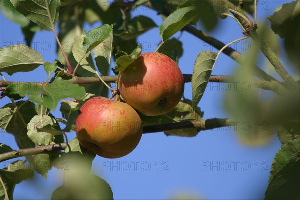 France, Basse Normandie, calvados, pays d'auge, pommes, pommiers, fruits a cidre, verger, arbres fruitiers,