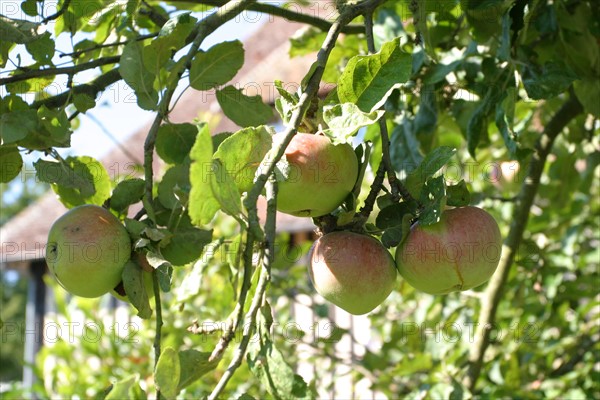 France, Basse Normandie, calvados, pays d'auge, pommes, pommiers, fruits a cidre, verger, arbres fruitiers,