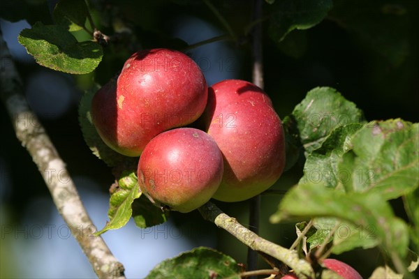 France, Basse Normandie, calvados, pays d'auge, pommes, pommiers, fruits a cidre, verger, arbres fruitiers,