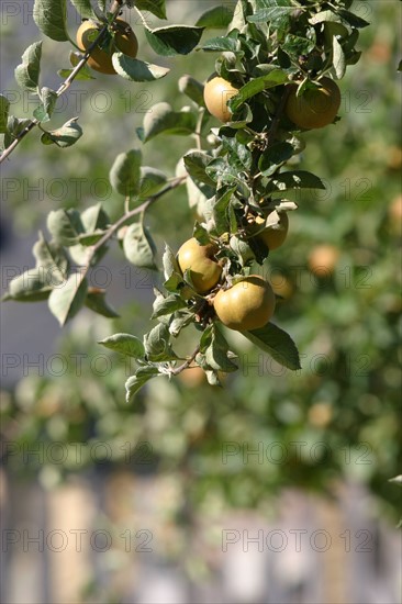 France, Basse Normandie, calvados, pays d'auge, pommes, pommiers, fruits a cidre, verger, arbres fruitiers,