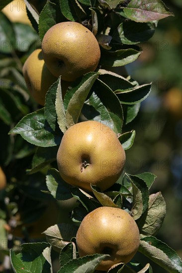 France, Basse Normandie, calvados, pays d'auge, pommes, pommiers, fruits a cidre, verger, arbres fruitiers,