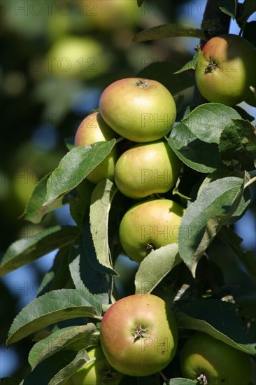 France, Basse Normandie, calvados, pays d'auge, pommes, pommiers, fruits a cidre, verger, arbres fruitiers,