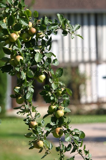 France, Basse Normandie, calvados, pays d'auge, pommes, pommiers, fruits a cidre, verger, arbres fruitiers,