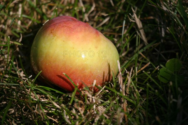 France, Basse Normandie, calvados, pays d'auge, pomme a terre, rosee matinale, pommiers, fruits a cidre, verger, arbres fruitiers,