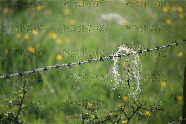 France, Normandie, calvados, pays d'auge, crin de cheval sur un fil de fer barbele, environs de beuvron en auge, haras,