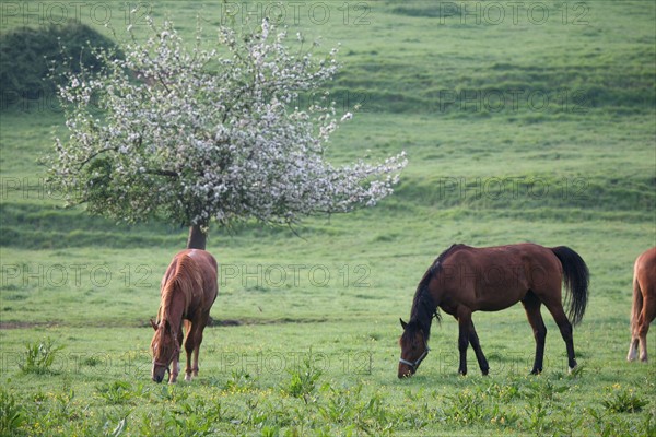 France, Basse Normandie, calvados, pays d'auge, chevaux aux environs de beuvron en auge, pre, herbe, pommier fleuri, elevage, cheval,