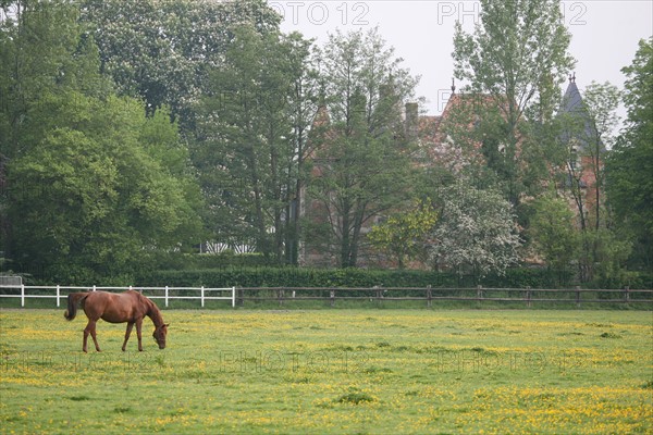 France, pays d'auge