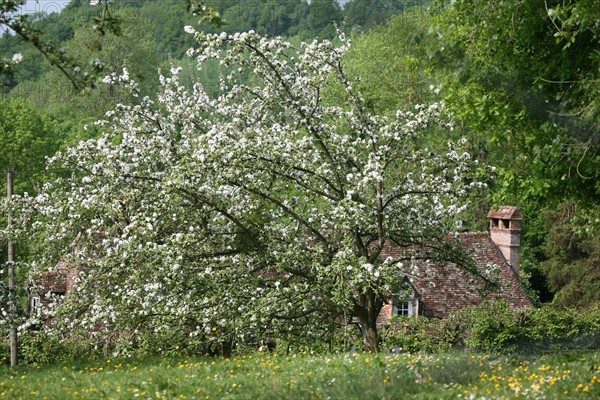 France, Normandie, Calvados, pays d'auge, le Mesnil sur blangy, route des douets, pommiers fleuris, champ, verger, maison normande en fond,