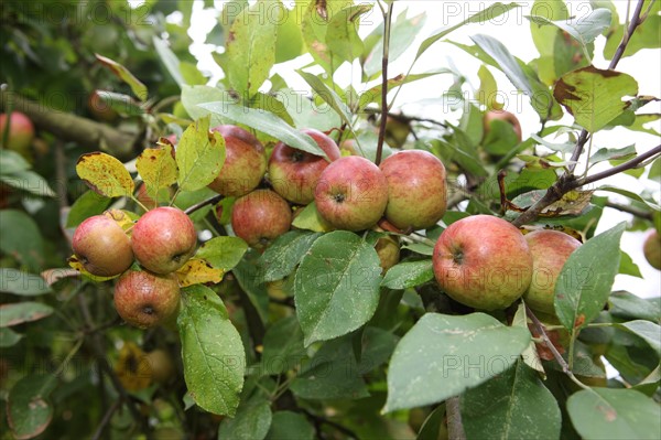 France, Basse Normandie, Calvados, fierville Bray, ferme des 5 autels, jean rene Pitrou, agriculture biologique - reseau bienvenue a la ferme, pommes a cidre, verger, fruits a cidre,