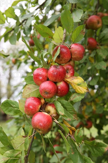 France, Basse Normandie, Calvados, fierville Bray, ferme des 5 autels, jean rene Pitrou, agriculture biologique - reseau bienvenue a la ferme, pommes a cidre, verger, fruits a cidre,