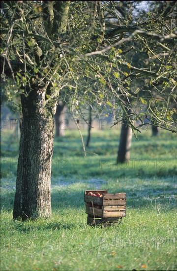 France, Normandie, Seine Maritime, vallee de la Seine, route des fruits, caisse de pommes et pommiers, herbe, verger