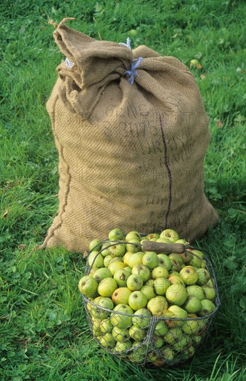 France, Normandie, Calvados, pommes a cidre, pays d'auge,