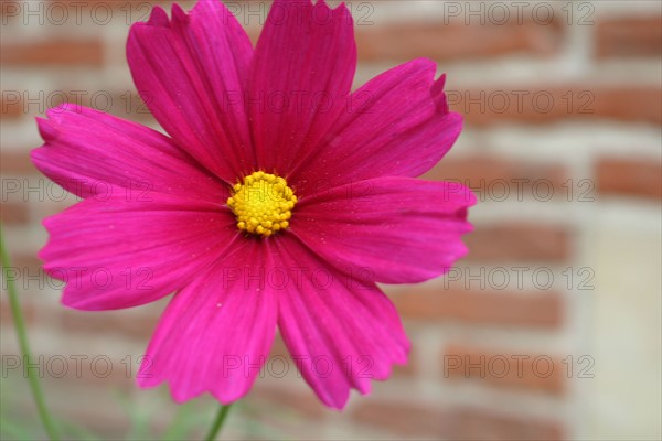 France, Haute Normandie, eure, pont audemer, fleur rue des carmelites, mur de brique